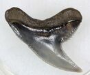 Sharp Fossil Tiger Shark Tooth - Lee Creek Mine #33944-1